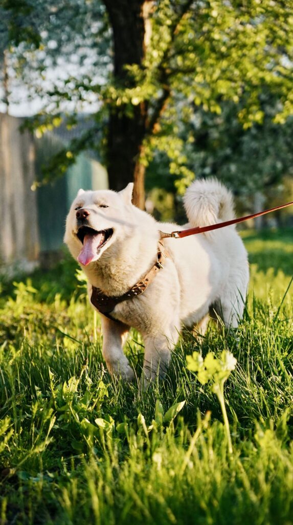 Hund med sele og line