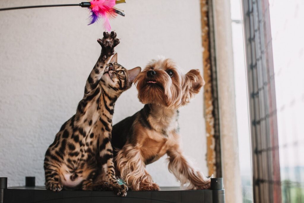 Hund og kat leger i hjemmet